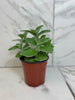 Tradescantia Sillamontana Teddy Bear Vine, 4 Plant