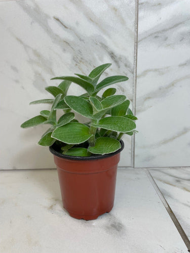 Tradescantia Sillamontana Teddy Bear Vine, 4 Plant