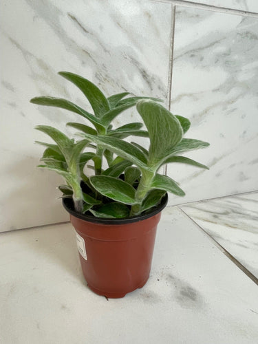 Tradescantia Sillamontana Teddy Bear Vine, 4 Plant