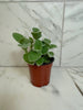 Tradescantia Sillamontana Teddy Bear Vine, 4 Plant