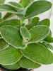 Tradescantia Sillamontana Teddy Bear Vine, 4 Plant