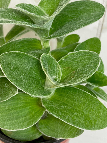 Tradescantia Sillamontana Teddy Bear Vine, 4 Plant