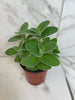 Tradescantia Sillamontana Teddy Bear Vine, 4 Plant