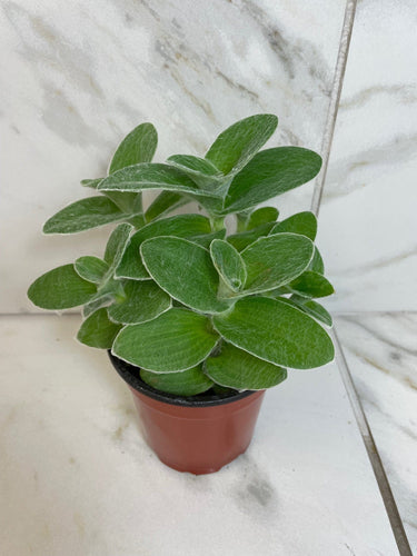 Tradescantia Sillamontana Teddy Bear Vine, 4 Plant