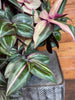 Tradescantia Tricolor, 6 Plant