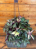 Tradescantia Tricolor, 6 Plant