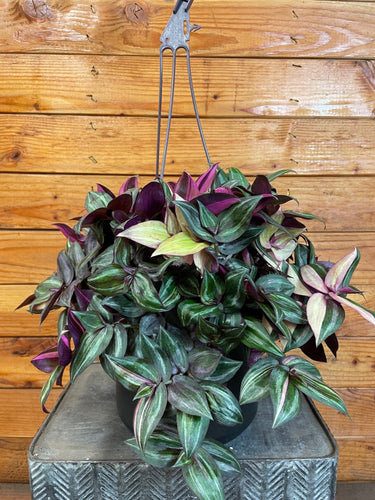 Tradescantia Tricolor, 6 Plant