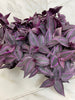 Tradescantia Zebrina Red Mini, 6 Plant