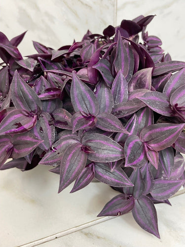 Tradescantia Zebrina Red Mini, 6 Plant