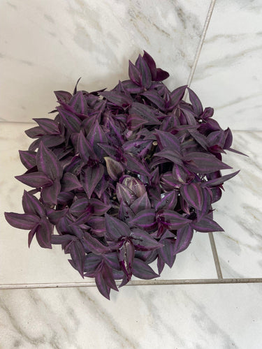 Tradescantia Zebrina Red Mini, 6 Plant
