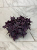 Tradescantia Zebrina Red Mini, 6 Plant