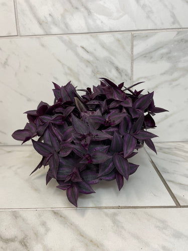 Tradescantia Zebrina Red Mini, 6 Plant