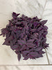Tradescantia Zebrina Red Mini, 6 Plant