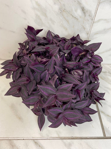 Tradescantia Zebrina Red Mini, 6 Plant