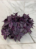 Tradescantia Zebrina Red Mini, 6 Plant