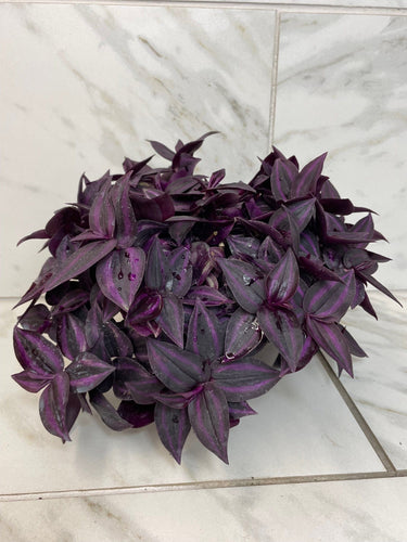 Tradescantia Zebrina Red Mini, 6 Plant