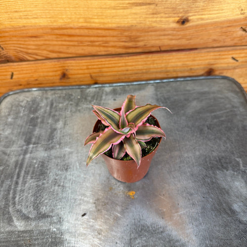 Cryptanthus Pink, 2 Plant