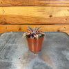 Cryptanthus Pink, 2 Plant