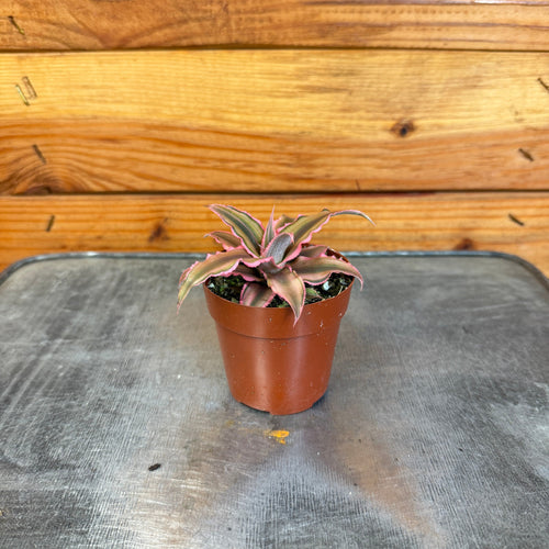 Cryptanthus Pink, 2 Plant