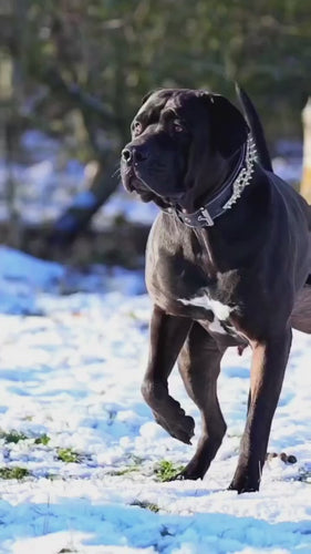 The ''Platinum'' collar unique