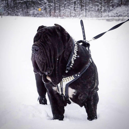 The ''Platinum'' harness handmade