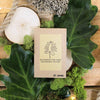 The Popular Kids Houseplant Seed Collection