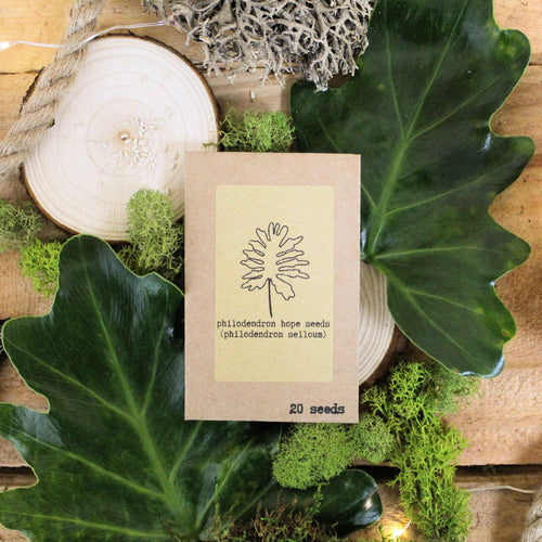The Popular Kids Houseplant Seed Collection