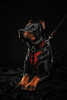 The ''Red Dragon'' leash - very durable