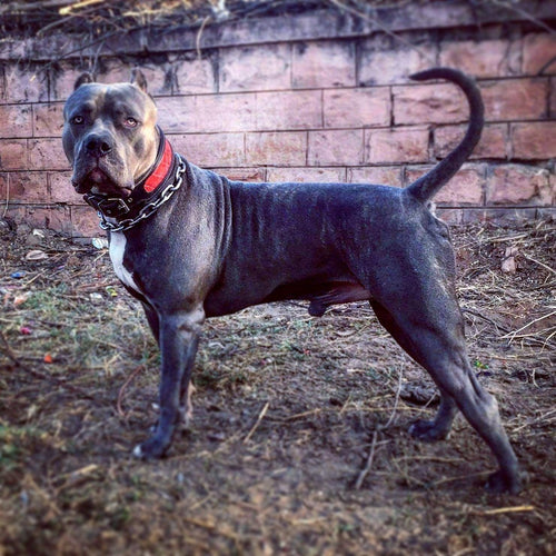 The Reptile collar - soft padded