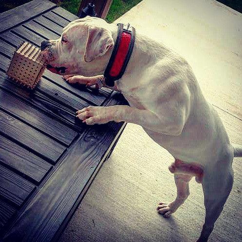 The Reptile collar - soft padded