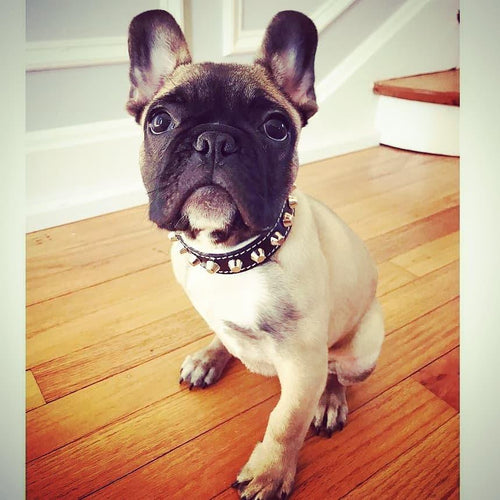 The Rock collar by Bestia 100% genuine leather