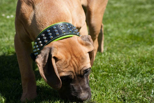 The Stud dog collar by Bestia