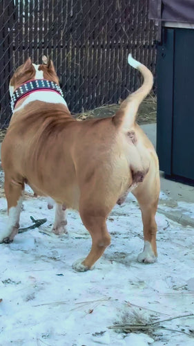 The Stud dog collar by Bestia