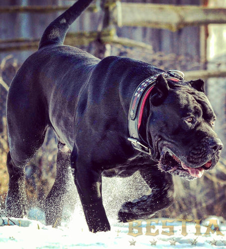 The unique General leather dog collar for big dogs