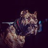 The unique General leather dog collar for big dogs