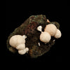 Thomsonite Rare Found in late 1990s Natural Mineral Specimen # B 6646
