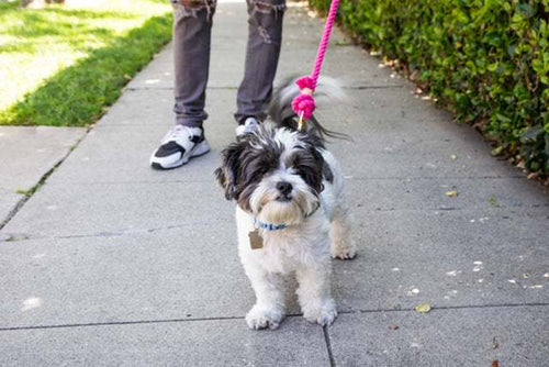 Dark Pink Boho Chic Style Dog Leash - Glow Pups