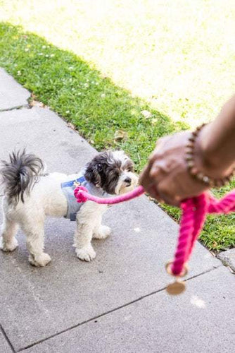 Dark Pink Boho Chic Style Dog Leash - Glow Pups
