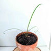 Tulbaghia Violacea Society Garlic Seeds