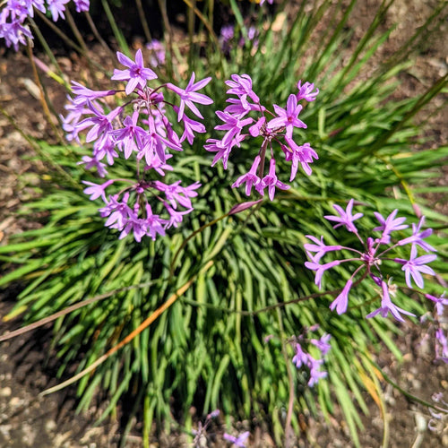 Tulbaghia Violacea Society Garlic Seeds