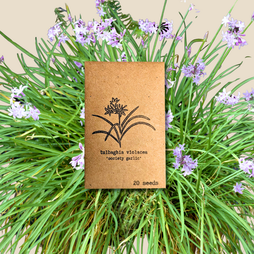 Tulbaghia Violacea Society Garlic Seeds