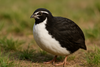 Fertile Quail Eggs – Choose Your Variety