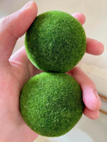 1PCS Marimo Moss Balls For Aquarium Multiple Size - Sample Minimum Kokedama Japanese Algae Ball Wholesale