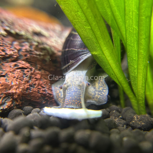 Dark Purple Mystery Snail