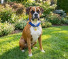 Blue Boho Chic Style Slip Collar