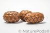 Uxi Dragon's Egg Pod