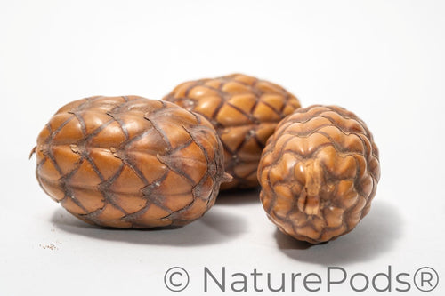 Uxi Dragon's Egg Pod
