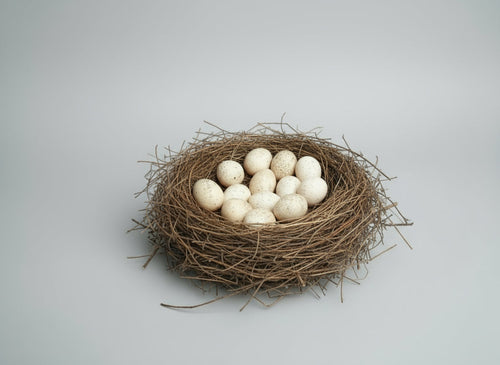 Eastern Wild Turkey Hatching Eggs