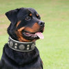 Hektor collar