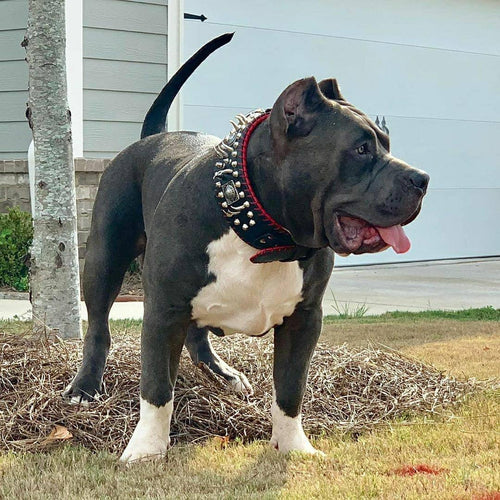 the DAVID hand stitched 3.15 inch wide show collar